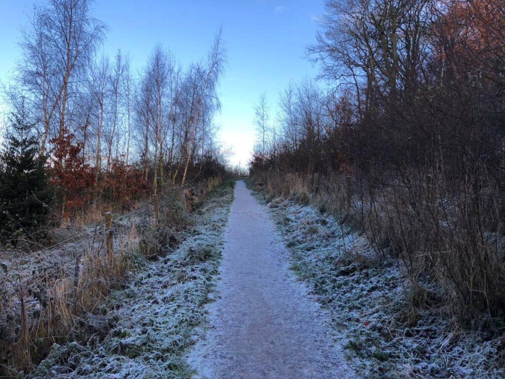 December Pony Wood Path Sharon Diffenthal