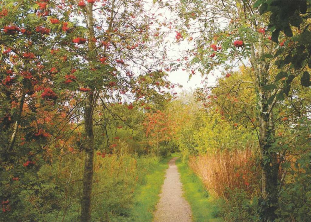 Pony Wood path with berries on the trees