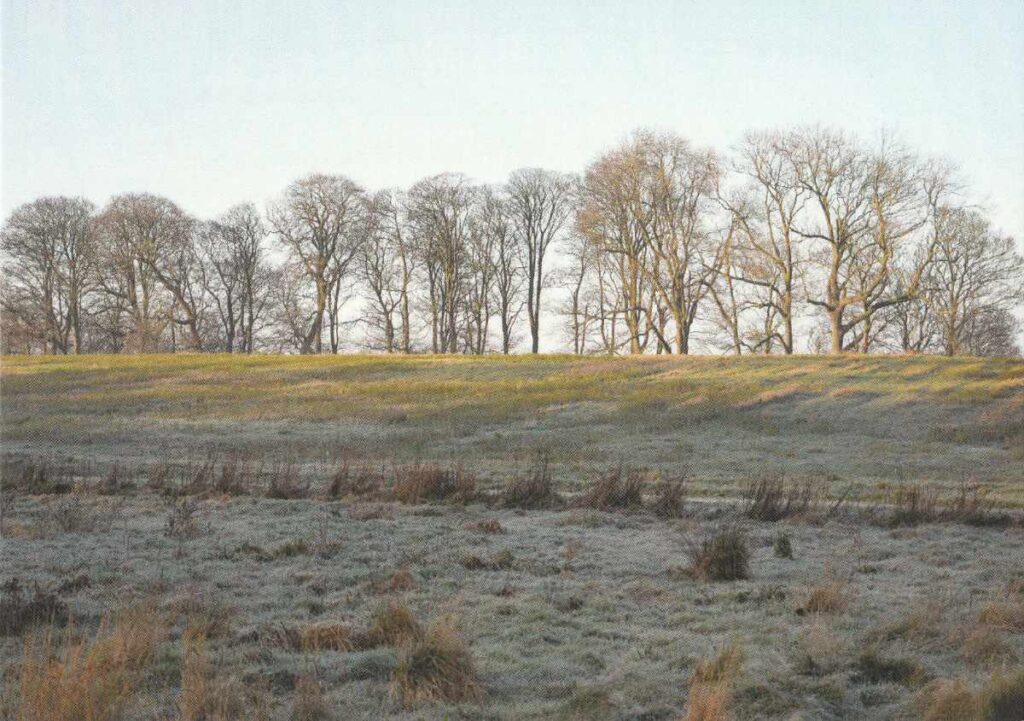 Leafless trees in Pony Wood seen across Flora Field