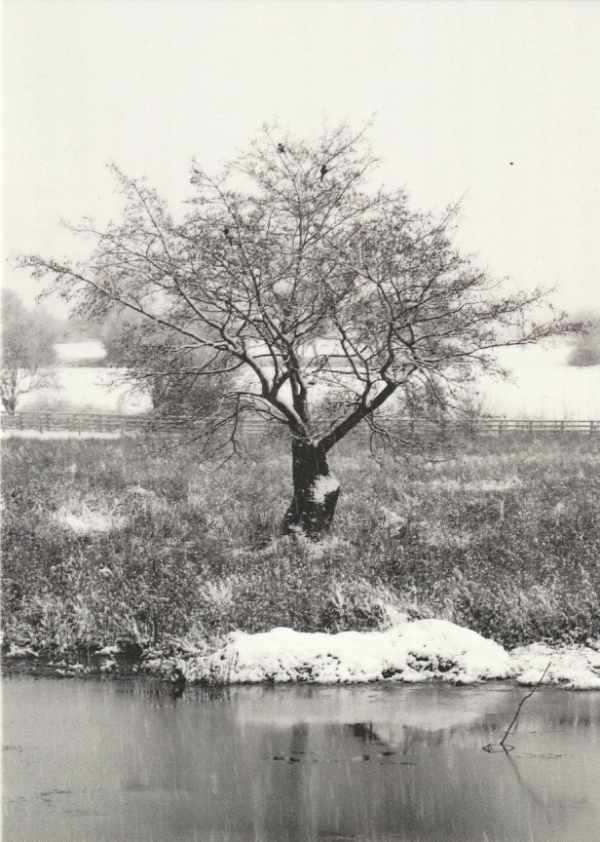Black and white card of Alder Tree in Big Meadow with snow on the ground