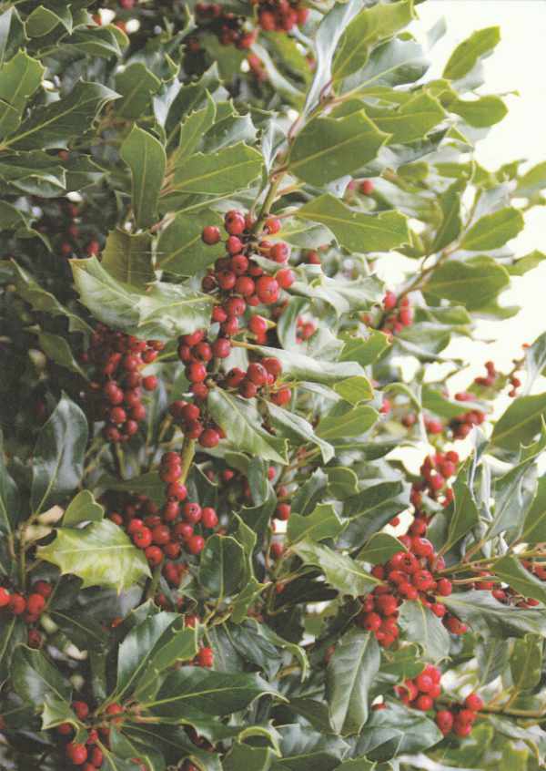 Card with holly leaves and berries