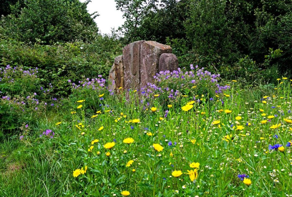 July Wildflowers by the standing stones Peter Kay