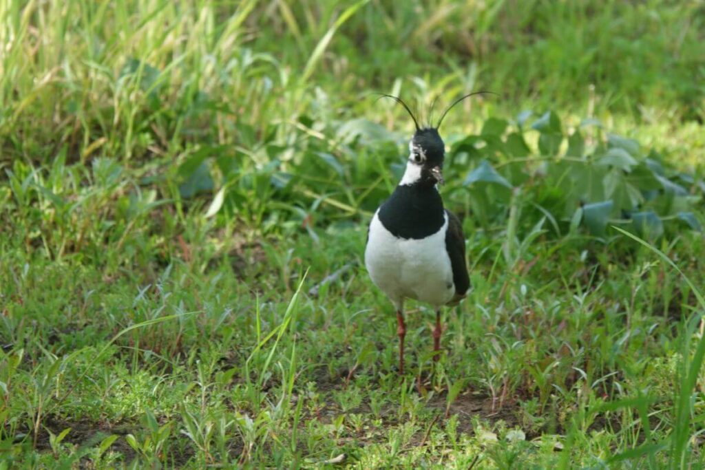 June Lapwing in Flora field Ian Nieduszynski