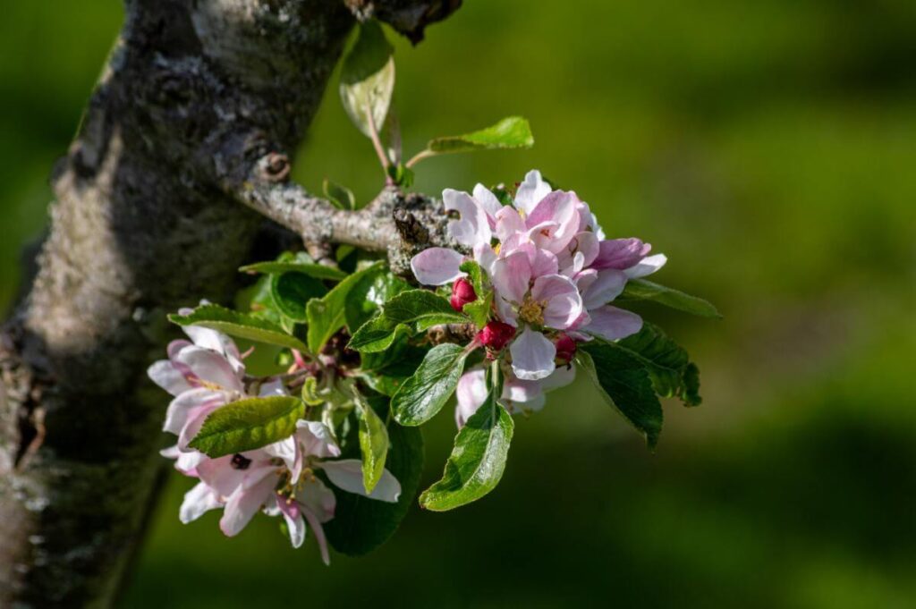 May Apple blossom by Peter Kay