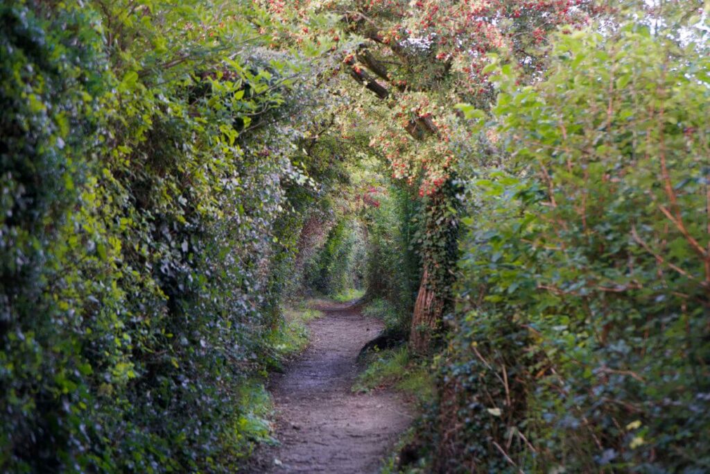 September Green Path by Andrew Harris