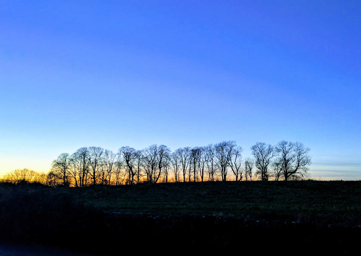 Pony Wood at dusk