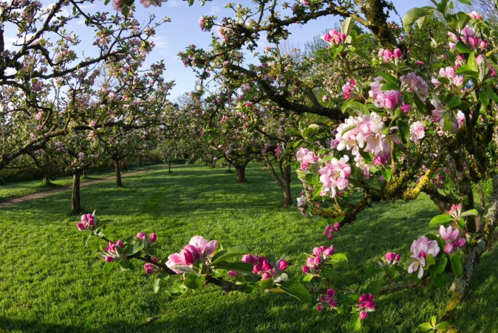 April: Blossom in Millennium Orchard (photo by Peter Kay)