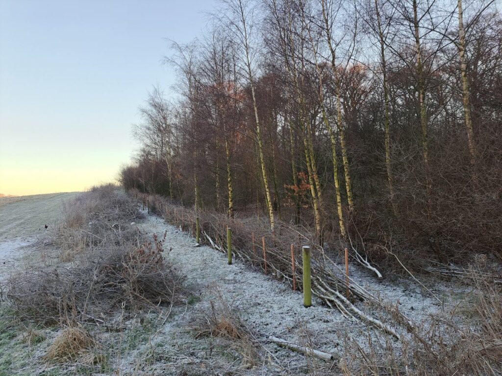 February: Hedge-laying (photo by Ian Procter)