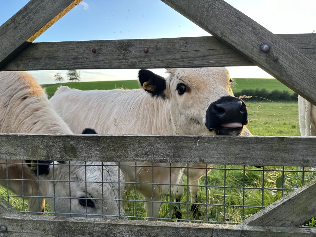 July: Curious Company (photo by Andrew Harris)