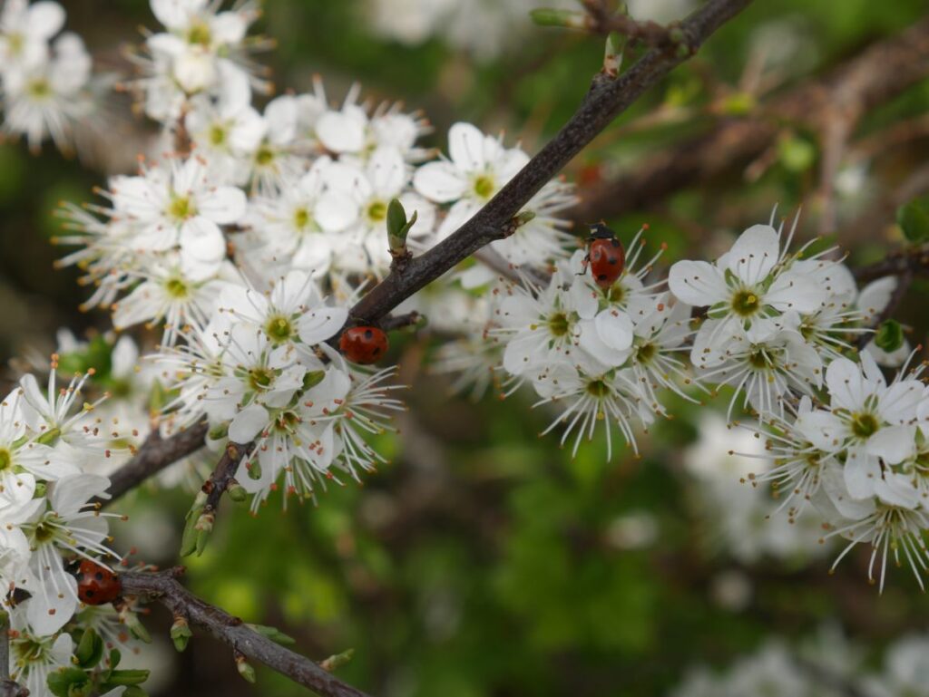 March: Ladybirds and blossoms (photo by Marie Barnes)