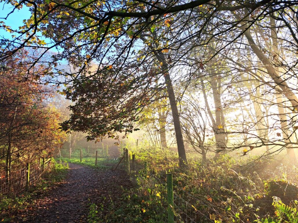October: Morning light in Pony Woods (photo by Ian Procter)